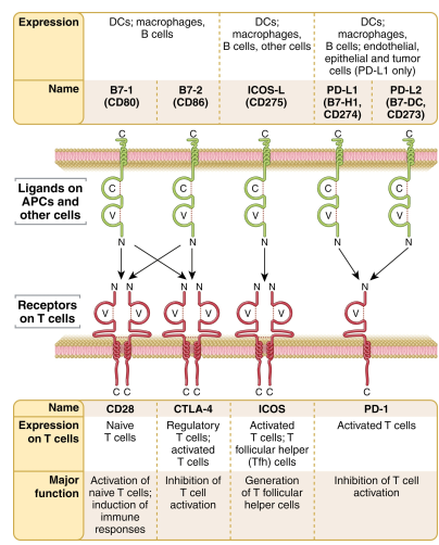گیرنده اتصالی CTLA4